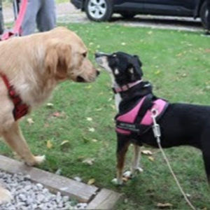 Meet your Posher, Diana